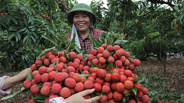 Đẩy mạnh thị trường trong nước: Hướng đi đúng cho vải thiều Bắc Giang